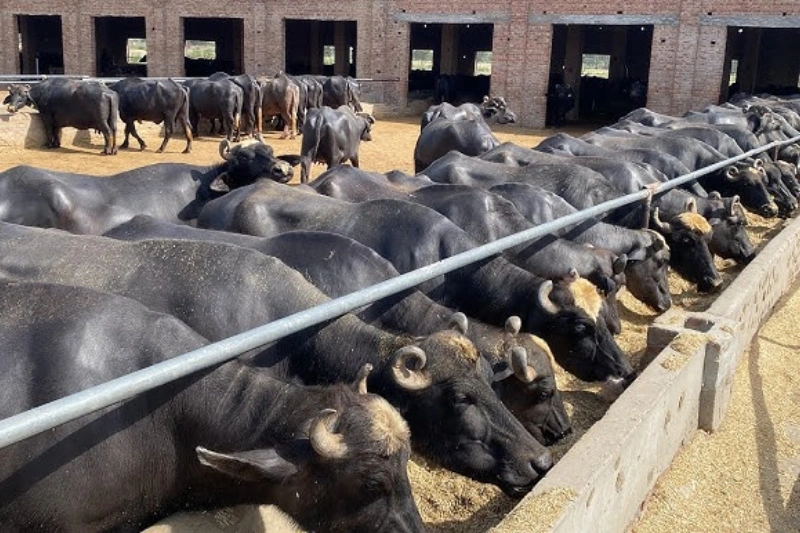 buffalo (1)