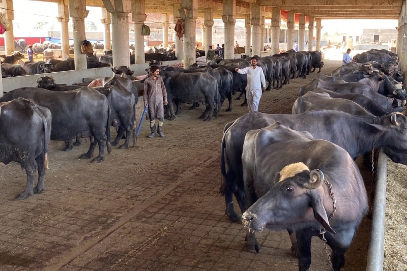 farm-buffalo