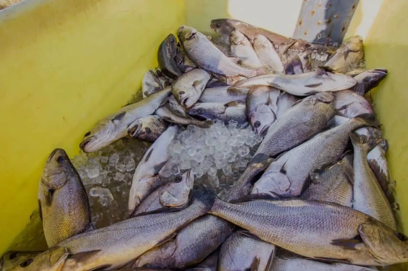farming-fish