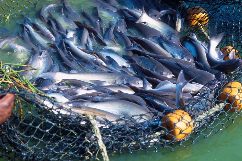 fish-farming
