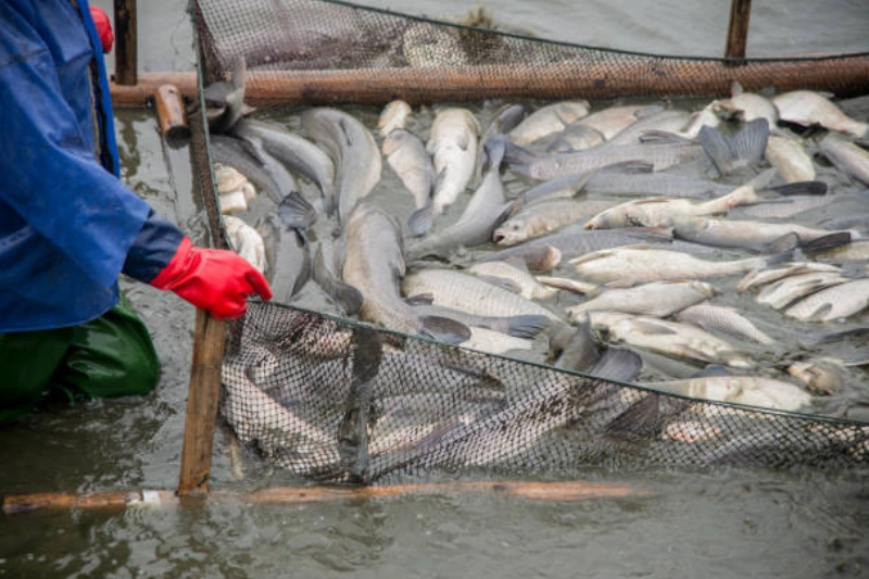 fishery
