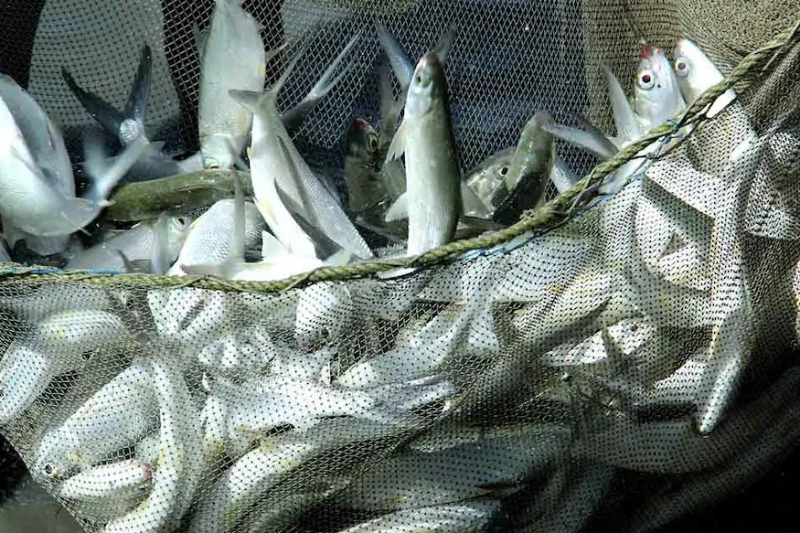 fishing