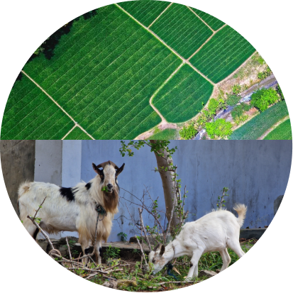 goat-farm