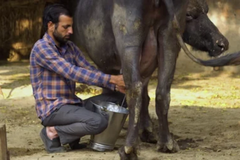 milk-from-farm