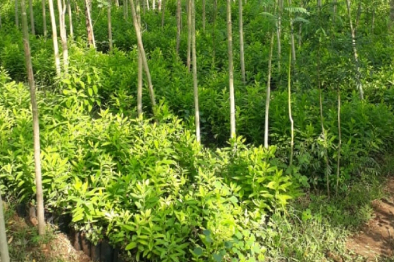 sandal-wood-tree