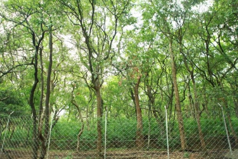 white-sandalwood
